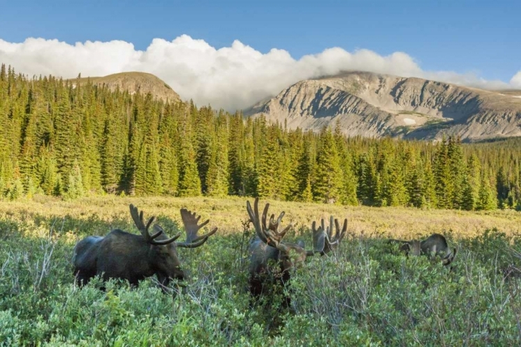 Picture of CO, ARAPAHO NF MALE MOOSE GRAZING ON BUSHES