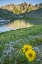 Picture of CO, SAN JUAN MTS LAKE AND ALPINE SUNFLOWERS