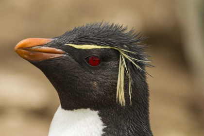 Picture of SAUNDERS ISLAND ROCKHOPPER PENGUIN PORTRAIT