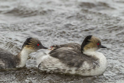 Picture of SEA LION ISLAND SILVERY GREBE FEEDING CHICK