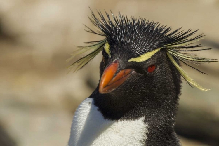 Picture of SAUNDERS ISLAND ROCKHOPPER PENGUIN PORTRAIT