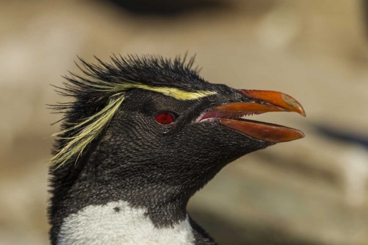 Picture of SAUNDERS ISLAND ROCKHOPPER PENGUIN PORTRAIT