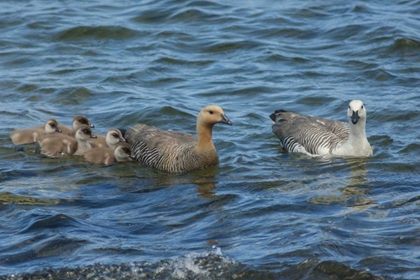 Picture of BLEAKER ISLAND UPLAND GOOSE FAMILY SWIMMING