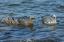 Picture of BLEAKER ISLAND UPLAND GOOSE FAMILY SWIMMING