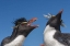 Picture of BLEAKER ISLAND ROCKHOPPER PENGUINS GREETING