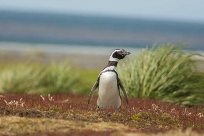 Picture of SEA LION ISLAND SOLITARY MAGELLANIC PENGUIN