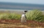 Picture of SEA LION ISLAND SOLITARY MAGELLANIC PENGUIN