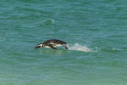 Picture of BLEAKER ISLAND MAGELLANIC PENGUIN BREACHING