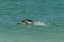 Picture of BLEAKER ISLAND MAGELLANIC PENGUIN BREACHING