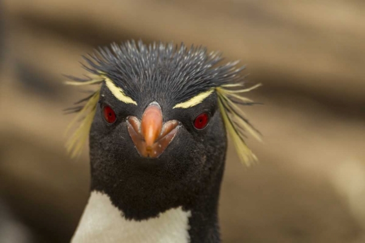 Picture of SAUNDERS ISLAND ROCKHOPPER PENGUIN PORTRAIT