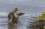 Picture of SEA LION ISLAND SPECKLED TEAL DUCK IN WATER