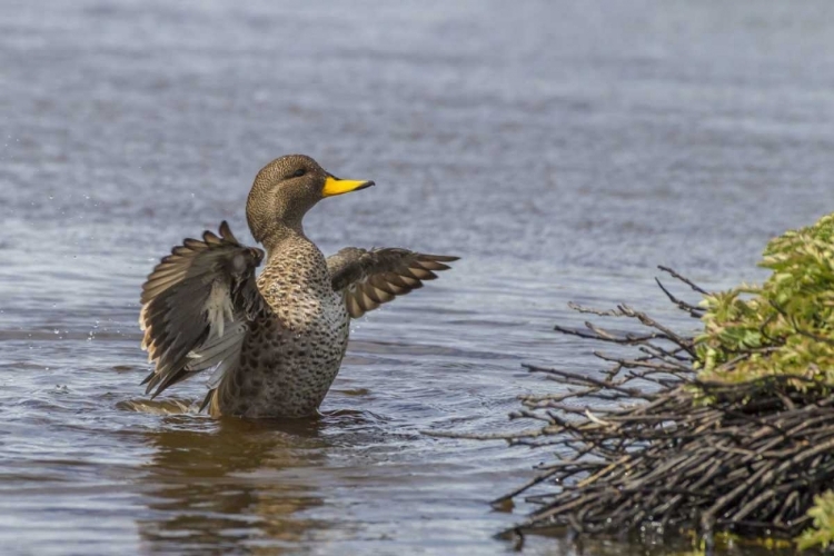 Picture of SEA LION ISLAND SPECKLED TEAL DUCK IN WATER