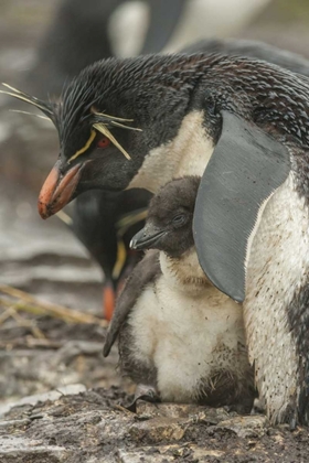 Picture of BLEAKER ISLAND ROCKHOPPER PENGUIN AND CHICK