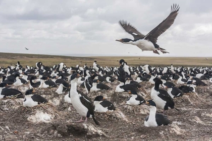Picture of BLEAKER ISLAND IMPERIAL SHAG NESTING COLONY