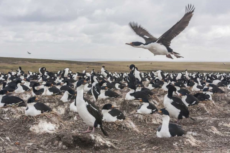 Picture of BLEAKER ISLAND IMPERIAL SHAG NESTING COLONY