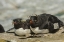 Picture of SEA LION ISLAND ROCKHOPPER PENGUINS RESTING