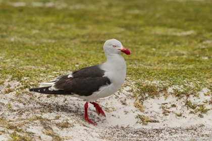 Picture of EAST FALKLAND, VOLUNTEER POINT DOLPHIN GULL