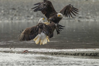 Picture of AK, CHILKAT BALD EAGLES FIGHTING IN THE AIR