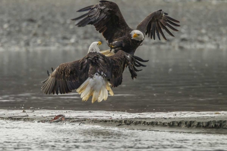 Picture of AK, CHILKAT BALD EAGLES FIGHTING IN THE AIR