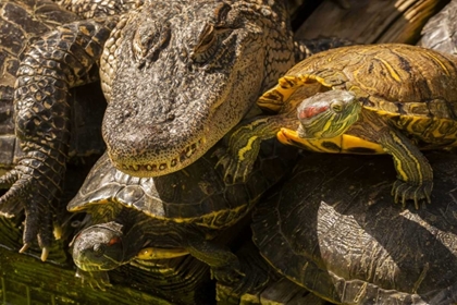 Picture of FL, ALLIGATOR AND RED SLIDER TURTLES BASKING