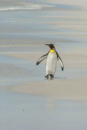 Picture of EAST FALKLAND KING PENGUIN WALKING ON BEACH