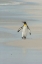 Picture of EAST FALKLAND KING PENGUIN WALKING ON BEACH