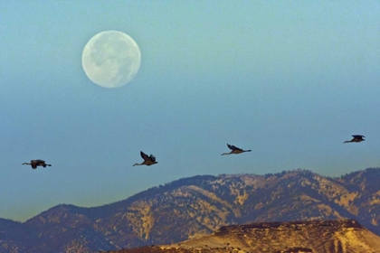 Picture of NEW MEXICO SANDHILL CRANES FLY BY FULL MOON