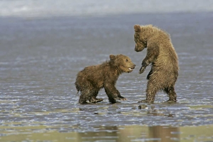 Picture of AK, LAKE CLARK NP COASTAL GRIZZLY BEAR CUBS
