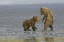 Picture of AK, LAKE CLARK NP COASTAL GRIZZLY BEAR CUBS