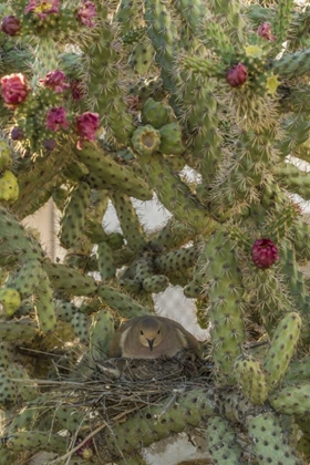 Picture of AZ, SONORAN DESERT MOURNING DOVE WITH CHICK