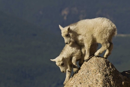 Picture of CO, MOUNT EVANS MOUNTAIN GOAT KIDS CLIMBING