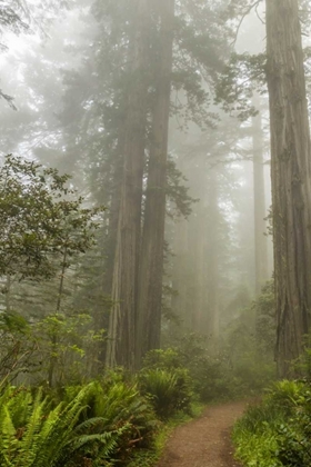 Picture of CA, REDWOODS NP TRAIL THROUGH REDWOOD TREES