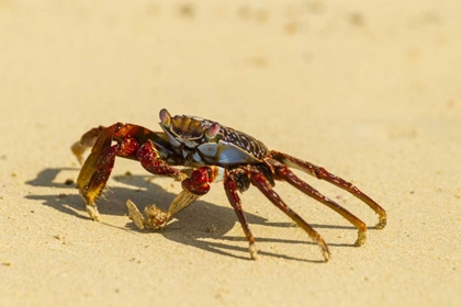 Picture of ECUADOR, GALAPAGOS NP SALLY LIGHT FOOT CRAB