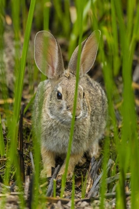 Picture of AZ, SONORAN DESERT DESERT COTTONTAIL RABBIT