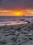 Picture of CA, PIEDRAS BLANCAS ELEPHANT SEALS ON BEACH