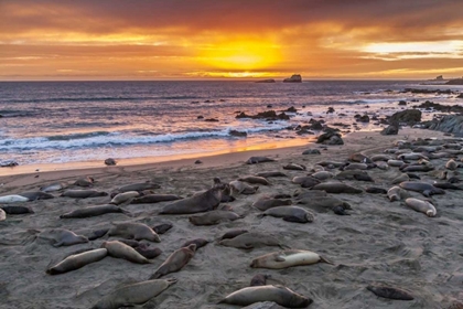 Picture of CA, PIEDRAS BLANCAS ELEPHANT SEALS ON BEACH