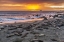 Picture of CA, PIEDRAS BLANCAS ELEPHANT SEALS ON BEACH