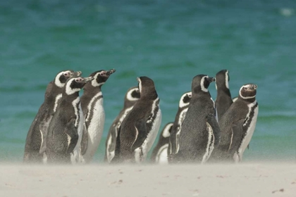 Picture of BLEAKER ISLAND GENTOO PENGUINS ON THE BEACH