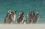Picture of BLEAKER ISLAND GENTOO PENGUINS ON THE BEACH