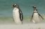 Picture of BLEAKER ISLAND GENTOO PENGUINS ON THE BEACH