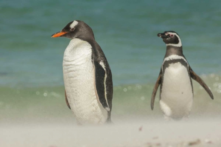 Picture of BLEAKER ISLAND GENTOO PENGUINS ON THE BEACH