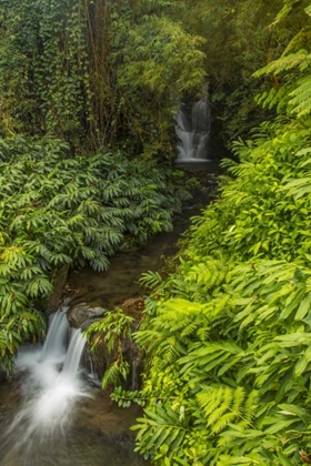 Picture of HI, AKAKA FALLS SP CASCADES IN SMALL STREAM