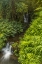 Picture of HI, AKAKA FALLS SP CASCADES IN SMALL STREAM