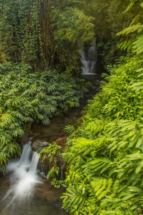 Picture of HI, AKAKA FALLS SP CASCADES IN SMALL STREAM