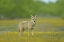 Picture of TX, MAVERICK CO, LONE COYOTE CAUGHT UNAWARE