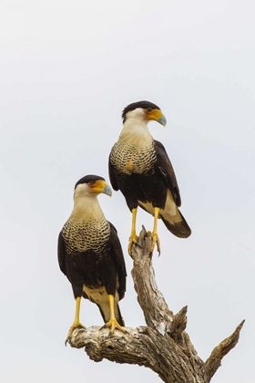 Picture of TX, HIDALGO CO, ADULT CRESTED CARACARA PAIR