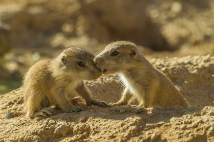 Picture of AZ, SONORAN DESERT BLACK-TAILED PRAIRIE DOG