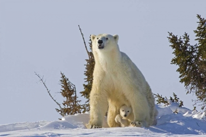 Picture of CANADA, WAPUSK NP POLAR BEAR CUB AND MOTHER