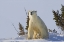 Picture of CANADA, WAPUSK NP POLAR BEAR CUB AND MOTHER