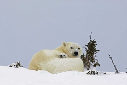 Picture of CANADA, WAPUSK NP POLAR BEAR CUB AND MOTHER
